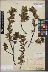 Foto von Salix hastata L.